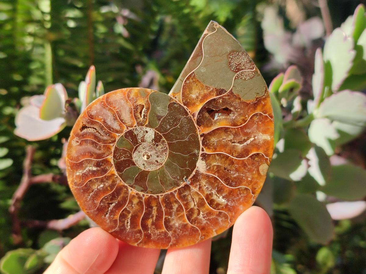 Polished Cleoniceras Ammonite Fossils Pairs x 12 From Tulear, Madagascar - Toprock Gemstones and Minerals 