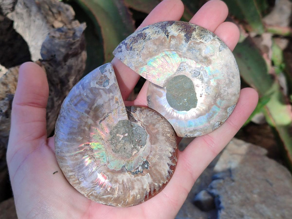 Polished Cleoniceras Ammonite Fossils Pairs x 12 From Tulear, Madagascar - Toprock Gemstones and Minerals 