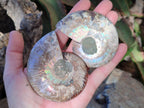 Polished Cleoniceras Ammonite Fossils Pairs x 12 From Tulear, Madagascar - Toprock Gemstones and Minerals 