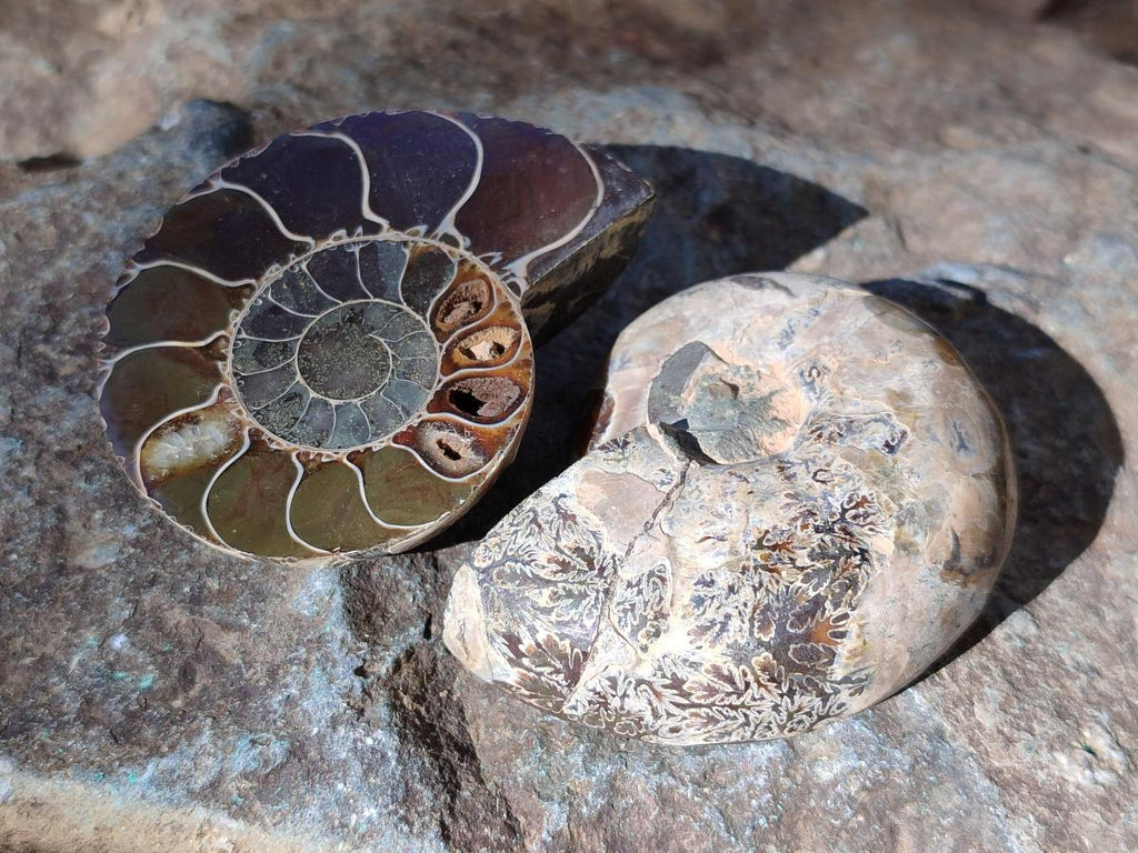 Polished Cleoniceras Ammonite Fossils Pairs x 12 From Tulear, Madagascar - Toprock Gemstones and Minerals 