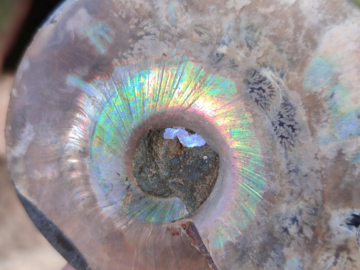 Polished Cleoniceras Ammonite Fossils Pairs x 12 From Tulear, Madagascar - Toprock Gemstones and Minerals 
