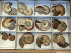 Polished Cleoniceras Ammonite Fossils Pairs x 12 From Tulear, Madagascar - Toprock Gemstones and Minerals 