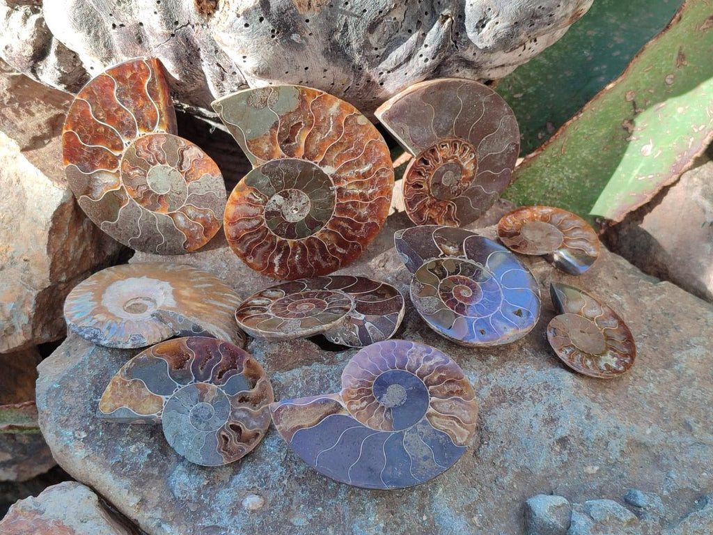 Polished Cleoniceras Ammonite Fossils Pairs x 12 From Tulear, Madagascar - Toprock Gemstones and Minerals 
