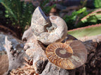 Polished Cleoniceras Ammonite Fossils Pairs x 12 From Tulear, Madagascar - Toprock Gemstones and Minerals 