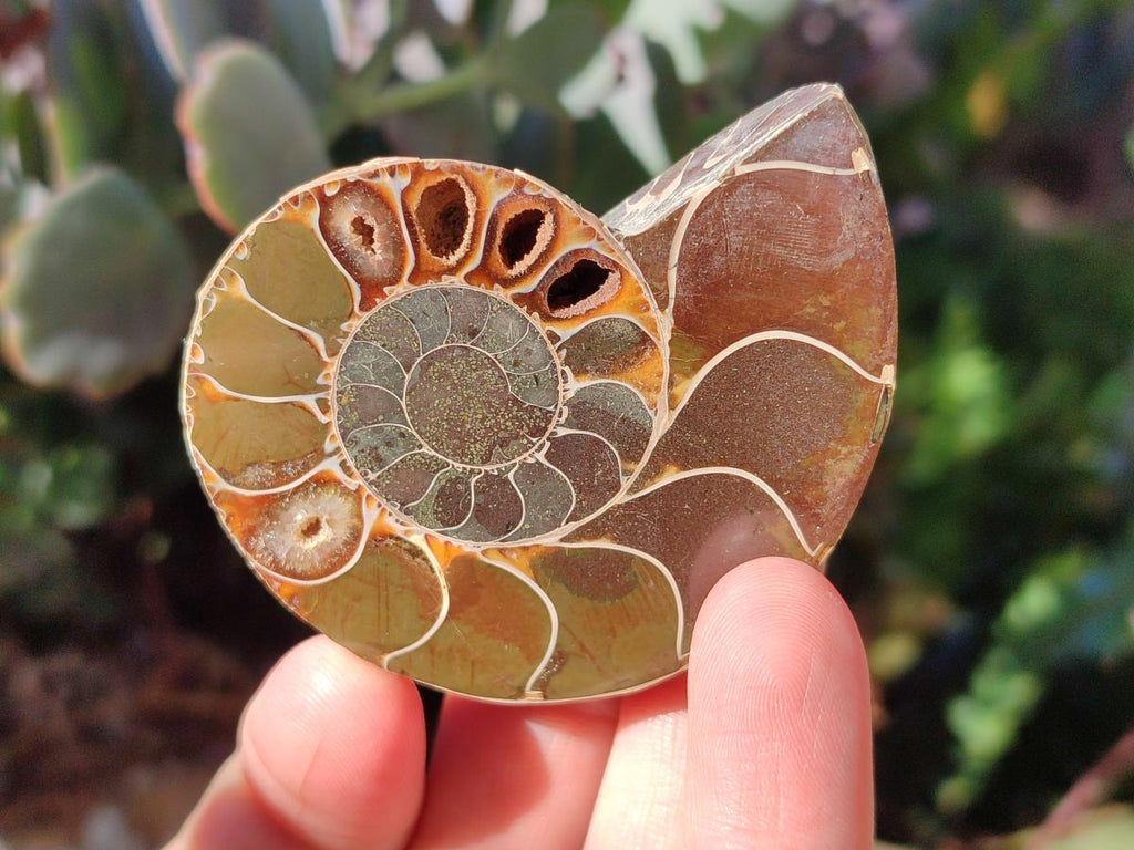Polished Cleoniceras Ammonite Fossils Pairs x 12 From Tulear, Madagascar - Toprock Gemstones and Minerals 