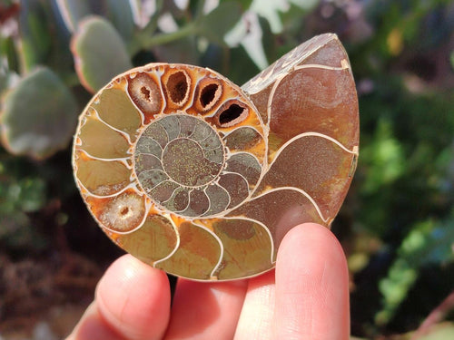 Polished Cleoniceras Ammonite Fossils Pairs x 12 From Tulear, Madagascar - Toprock Gemstones and Minerals 