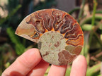 Polished Cleoniceras Ammonite Fossils Pairs x 12 From Tulear, Madagascar - Toprock Gemstones and Minerals 
