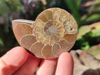 Polished Cleoniceras Ammonite Fossils Pairs x 12 From Tulear, Madagascar - Toprock Gemstones and Minerals 