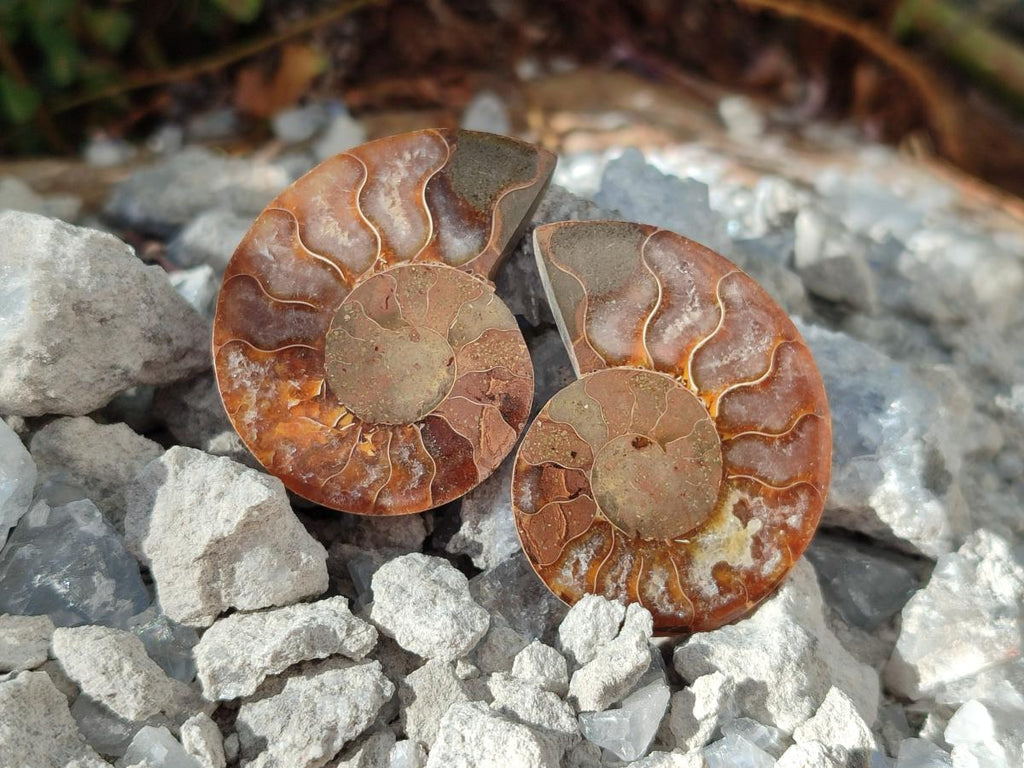 Polished Cleoniceras Ammonite Fossils Pairs x 12 From Tulear, Madagascar - Toprock Gemstones and Minerals 