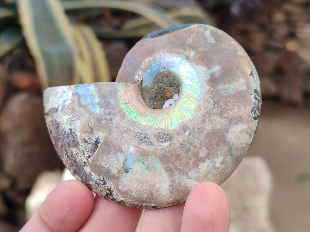Polished Cleoniceras Ammonite Fossils Pairs x 12 From Tulear, Madagascar - Toprock Gemstones and Minerals 