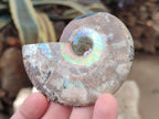 Polished Cleoniceras Ammonite Fossils Pairs x 12 From Tulear, Madagascar - Toprock Gemstones and Minerals 