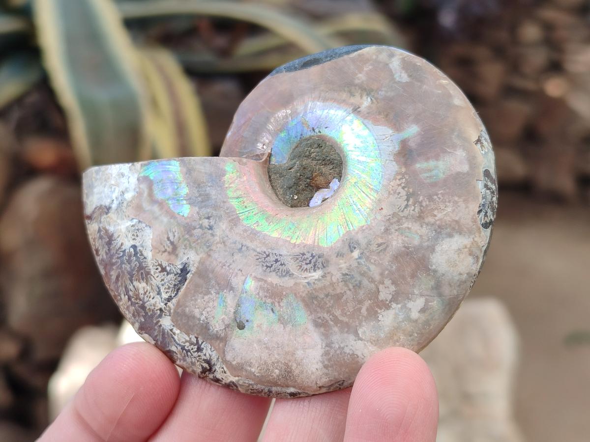 Polished Cleoniceras Ammonite Fossils Pairs x 12 From Tulear, Madagascar - Toprock Gemstones and Minerals 