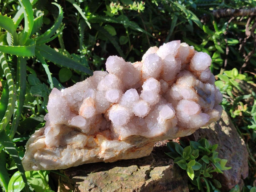 Natural XL Spirit Amethyst Cluster x 1 From Boekenhouthoek, South Africa - Toprock Gemstones and Minerals 