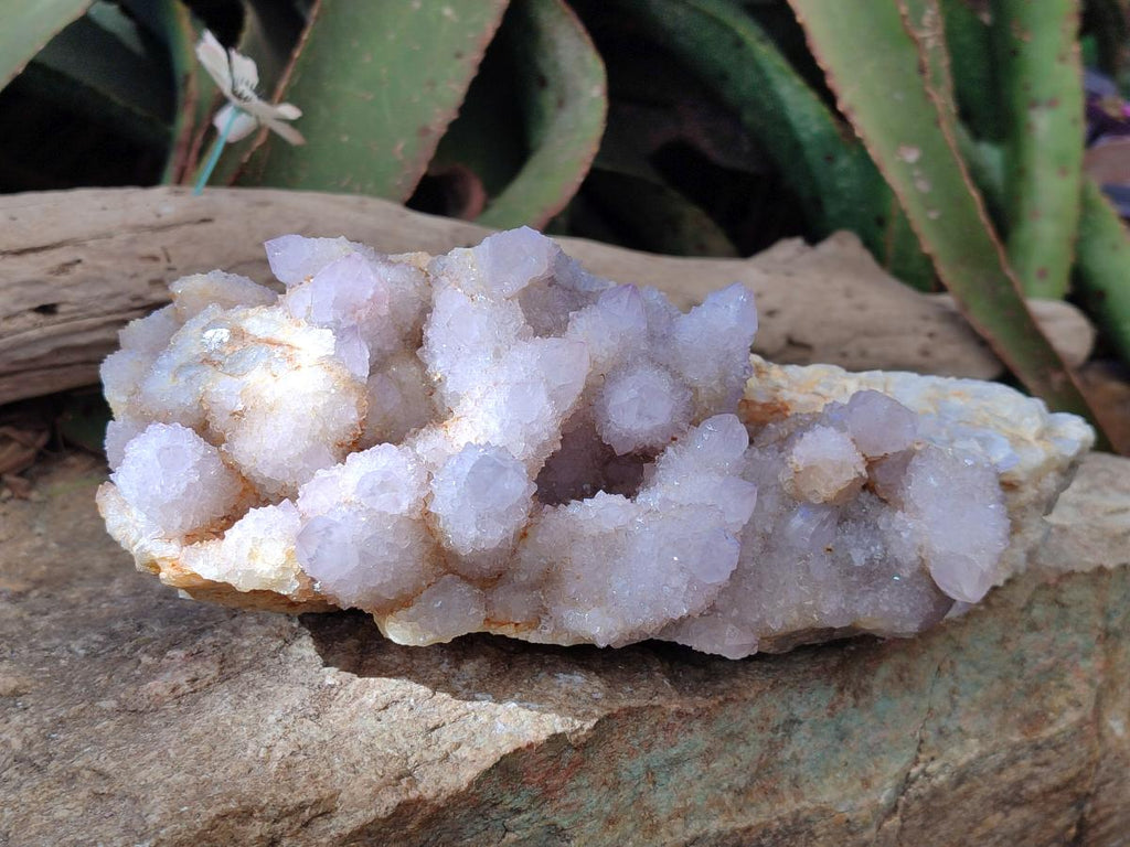 Natural XL Spirit Amethyst Cluster x 1 From Boekenhouthoek, South Africa - Toprock Gemstones and Minerals 