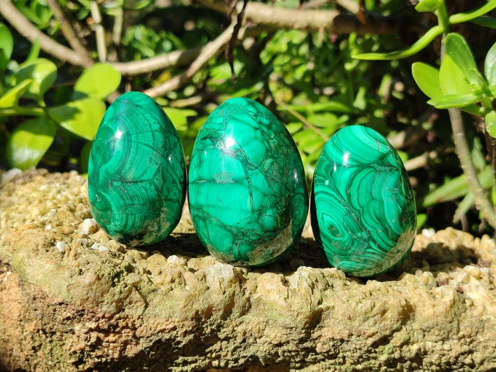 Polished Flower Banded Malachite Gemstone Eggs x 6 From Congo - Toprock Gemstones and Minerals 
