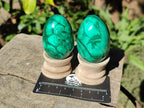 Polished Flower Banded Malachite Gemstone Eggs x 6 From Congo - Toprock Gemstones and Minerals 