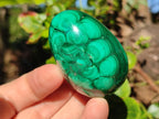 Polished Flower Banded Malachite Gemstone Eggs x 6 From Congo - Toprock Gemstones and Minerals 