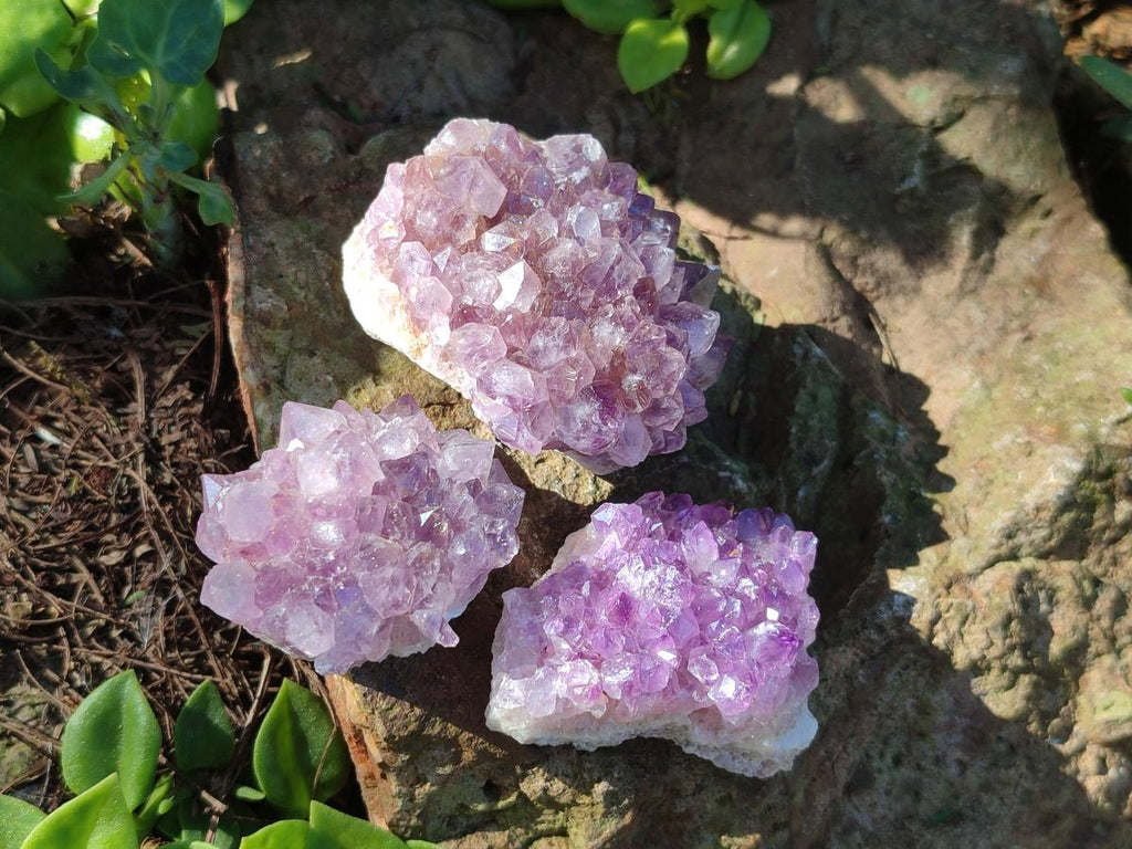 Natural Mini Amethyst Clusters x 35 From Madagascar - Toprock Gemstones and Minerals 