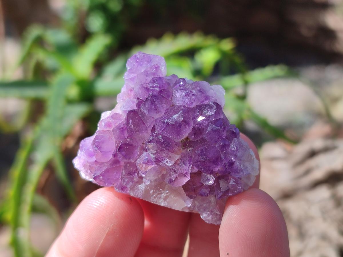 Natural Mini Amethyst Clusters x 35 From Madagascar - Toprock Gemstones and Minerals 