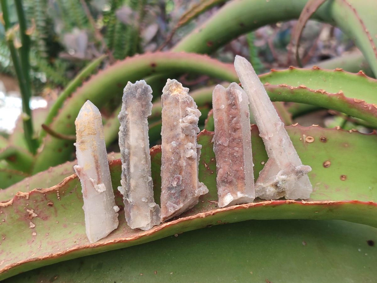 Natural Fairy Spirit Quartz Single Crystals x 70 From Boekenhouthoek, South Africa - Toprock Gemstones and Minerals 