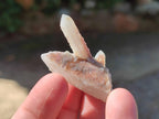 Natural Fairy Spirit Quartz Single Crystals x 70 From Boekenhouthoek, South Africa - Toprock Gemstones and Minerals 