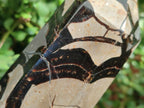 Polished Septerye Sauvage "Dragons Display Crystals" x 2 From Mahajanga, Madagascar - Toprock Gemstones and Minerals 