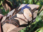Polished Septerye Sauvage "Dragons Display Crystals" x 2 From Mahajanga, Madagascar - Toprock Gemstones and Minerals 