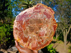 Polished Large Red Podocarpus Petrified Wood Sliced Plaque x 1 From Marovoay, Madagascar - Toprock Gemstones and Minerals 