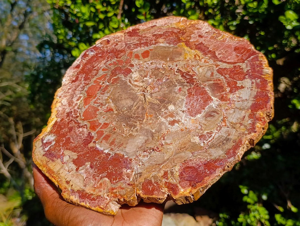 Polished Large Red Podocarpus Petrified Wood Sliced Plaque x 1 From Marovoay, Madagascar - Toprock Gemstones and Minerals 