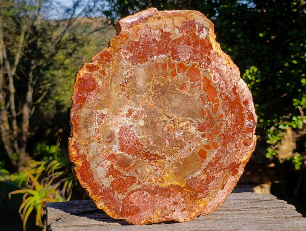 Polished Large Red Podocarpus Petrified Wood Sliced Plaque x 1 From Marovoay, Madagascar - Toprock Gemstones and Minerals 