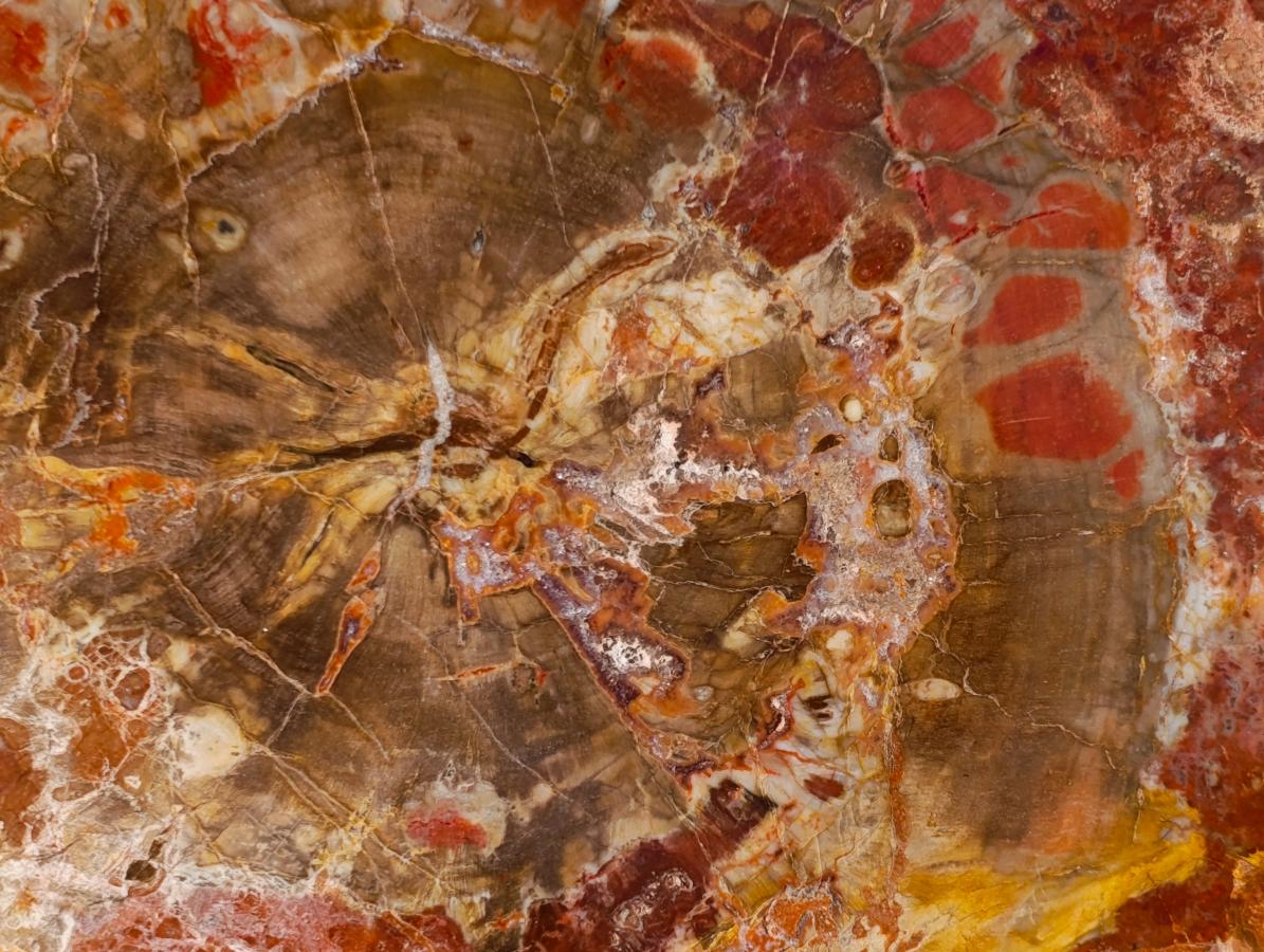 Polished Large Red Podocarpus Petrified Wood Sliced Plaque x 1 From Marovoay, Madagascar - Toprock Gemstones and Minerals 