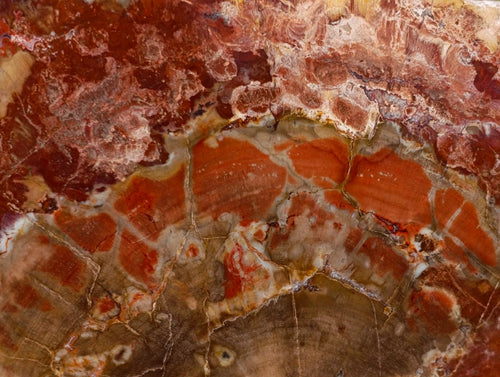 Polished Large Red Podocarpus Petrified Wood Sliced Plaque x 1 From Marovoay, Madagascar - Toprock Gemstones and Minerals 