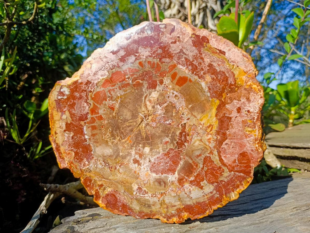Polished Large Red Podocarpus Petrified Wood Sliced Plaque x 1 From Marovoay, Madagascar - Toprock Gemstones and Minerals 