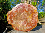 Polished Large Red Podocarpus Petrified Wood Sliced Plaque x 1 From Marovoay, Madagascar - Toprock Gemstones and Minerals 