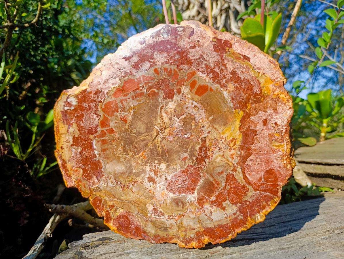 Polished Large Red Podocarpus Petrified Wood Sliced Plaque x 1 From Marovoay, Madagascar - Toprock Gemstones and Minerals 