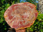 Polished Large Red Podocarpus Petrified Wood Sliced Plaque x 1 From Marovoay, Madagascar - Toprock Gemstones and Minerals 