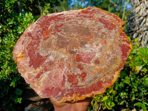 Polished Large Red Podocarpus Petrified Wood Sliced Plaque x 1 From Marovoay, Madagascar - Toprock Gemstones and Minerals 