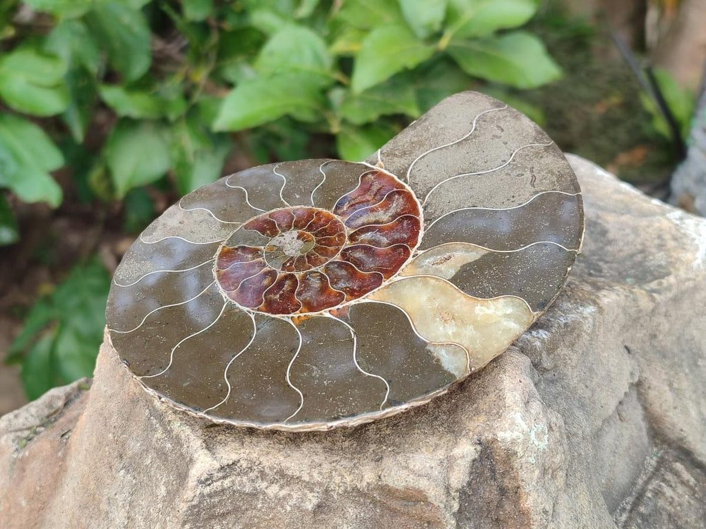 Polished Cleoniceras Ammonite Fossil Pairs x 2 Pairs From Tulear, Madagascar - Toprock Gemstones and Minerals 