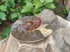 Polished Cleoniceras Ammonite Fossil Pairs x 2 Pairs From Tulear, Madagascar - Toprock Gemstones and Minerals 