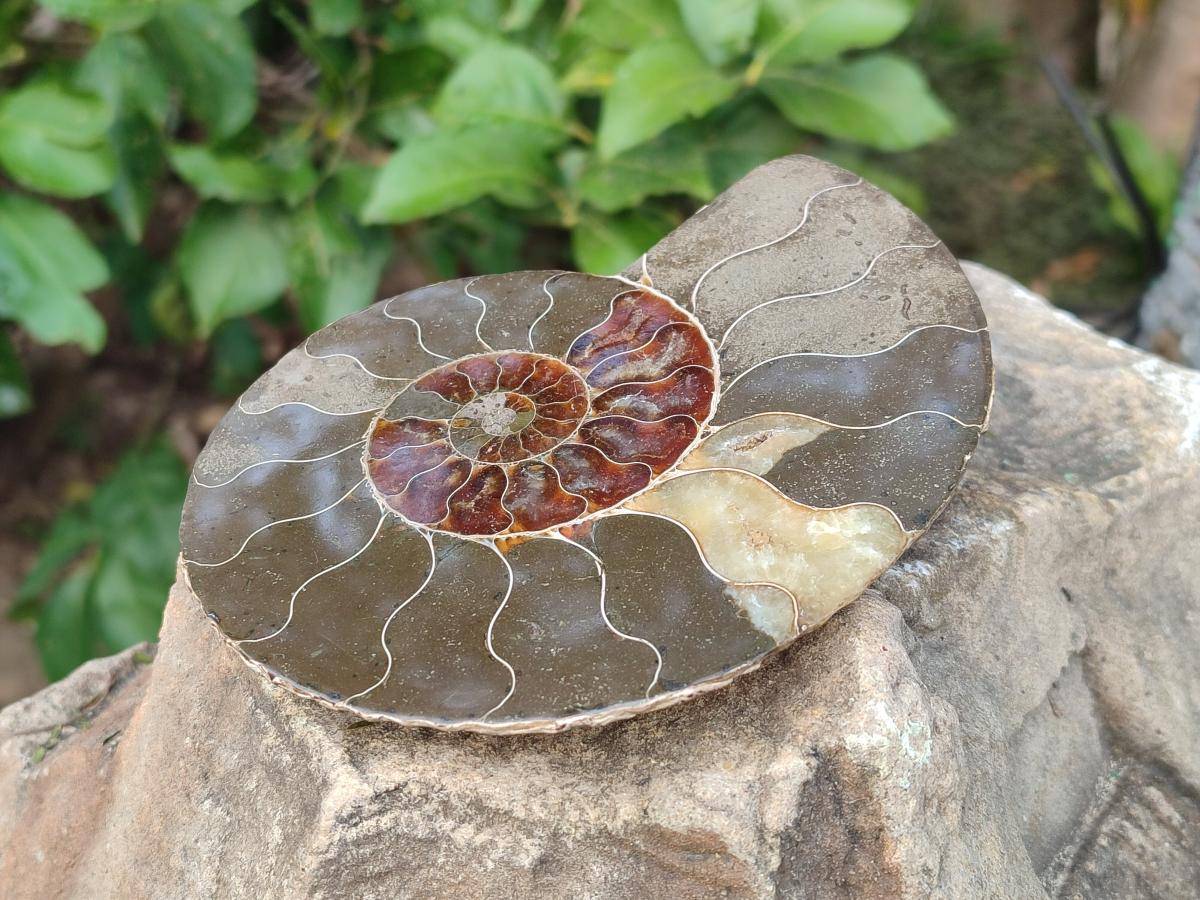 Polished Cleoniceras Ammonite Fossil Pairs x 2 Pairs From Tulear, Madagascar - Toprock Gemstones and Minerals 