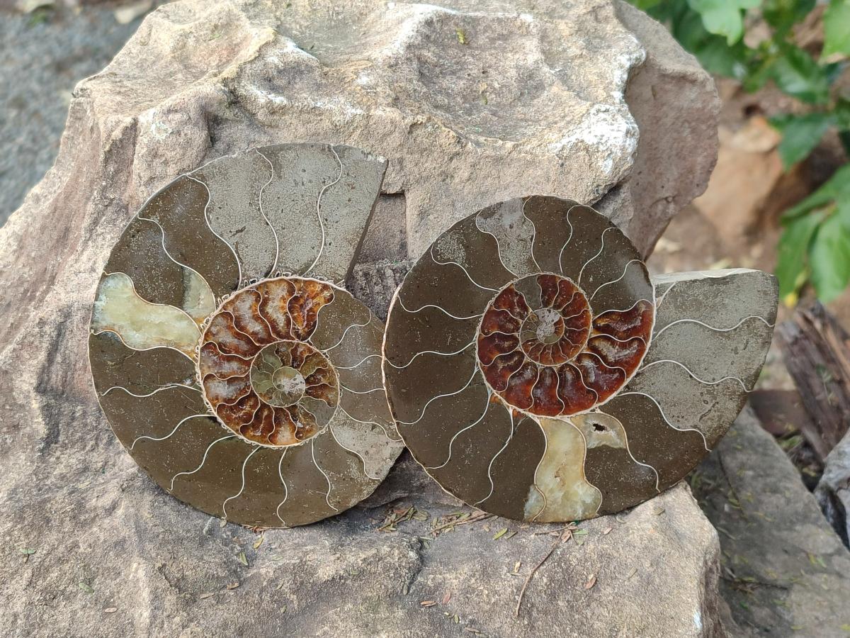Polished Cleoniceras Ammonite Fossil Pairs x 2 Pairs From Tulear, Madagascar - Toprock Gemstones and Minerals 