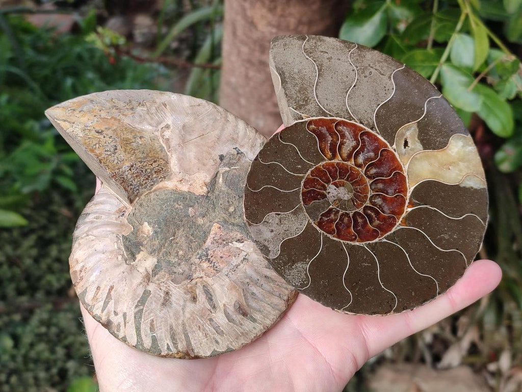 Polished Cleoniceras Ammonite Fossil Pairs x 2 Pairs From Tulear, Madagascar - Toprock Gemstones and Minerals 