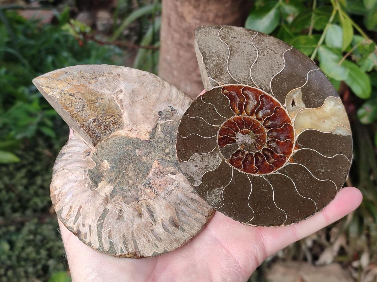 Polished Cleoniceras Ammonite Fossil Pairs x 2 Pairs From Tulear, Madagascar - Toprock Gemstones and Minerals 
