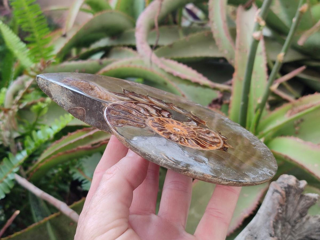 Polished Cleoniceras Ammonite Fossil Pairs x 2 Pairs From Tulear, Madagascar - Toprock Gemstones and Minerals 
