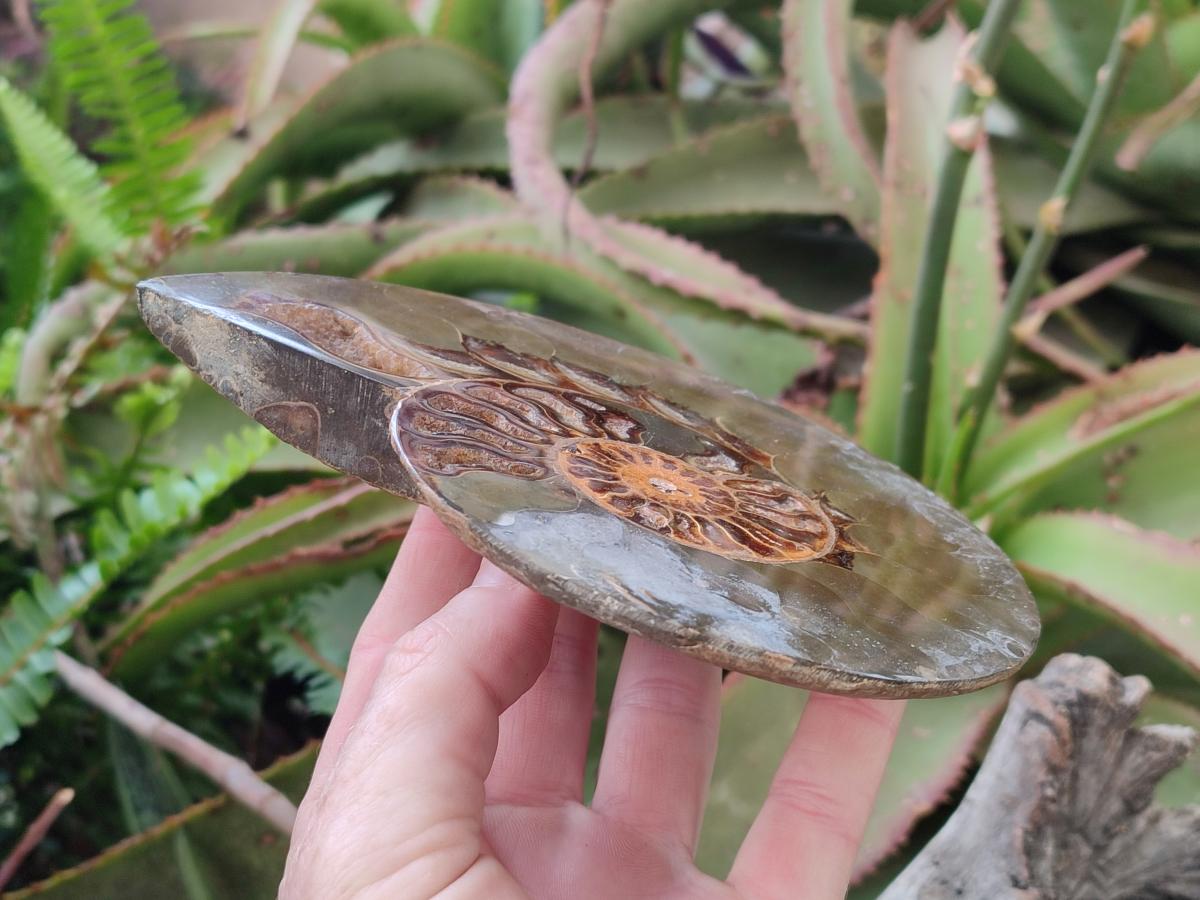 Polished Cleoniceras Ammonite Fossil Pairs x 2 Pairs From Tulear, Madagascar - Toprock Gemstones and Minerals 