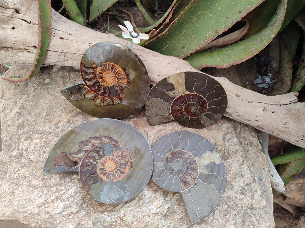 Polished Cleoniceras Ammonite Fossil Pairs x 2 Pairs From Tulear, Madagascar - Toprock Gemstones and Minerals 