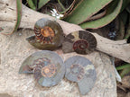 Polished Cleoniceras Ammonite Fossil Pairs x 2 Pairs From Tulear, Madagascar - Toprock Gemstones and Minerals 
