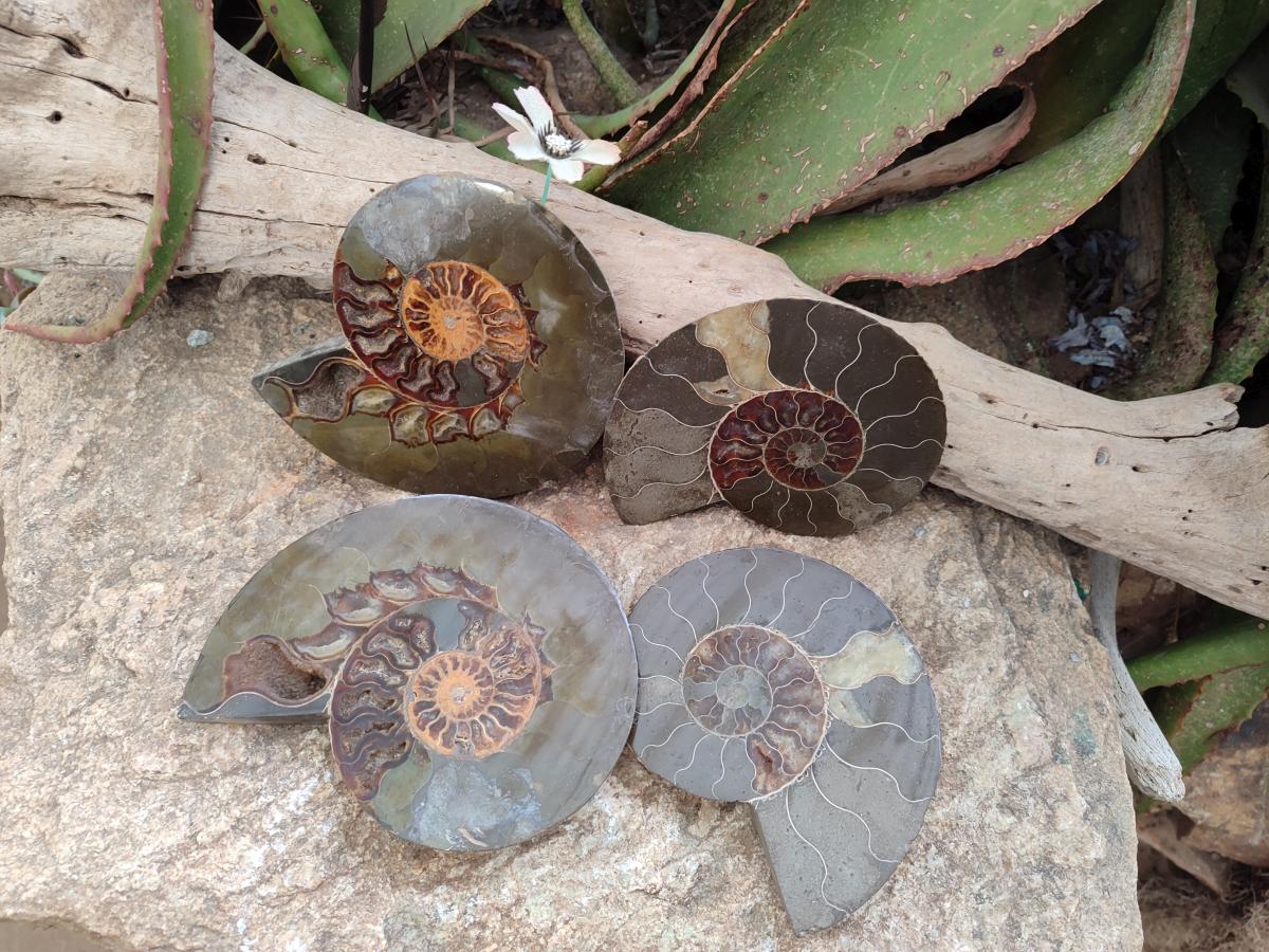 Polished Cleoniceras Ammonite Fossil Pairs x 2 Pairs From Tulear, Madagascar - Toprock Gemstones and Minerals 
