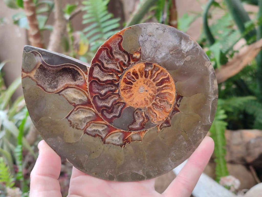 Polished Cleoniceras Ammonite Fossil Pairs x 2 Pairs From Tulear, Madagascar - Toprock Gemstones and Minerals 