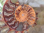 Polished Cleoniceras Ammonite Fossil Pairs x 2 Pairs From Tulear, Madagascar - Toprock Gemstones and Minerals 